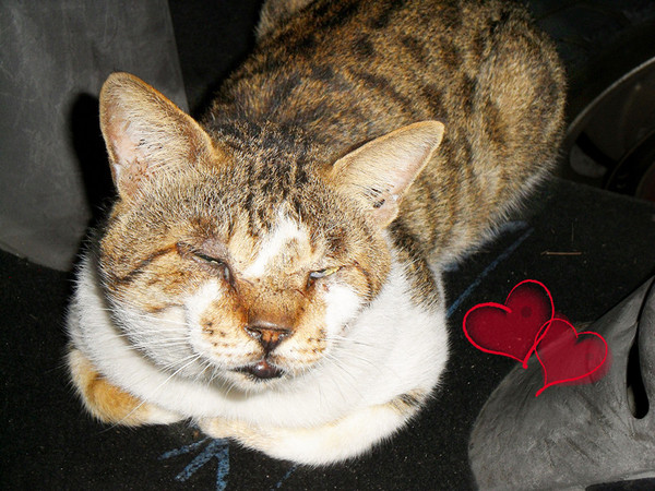 Picturesque 塗鴉空間書店:美食x享受x放鬆 第一次知道什麼叫做美食圖書館~還能遇到貓咪XDD_《Picturesque 塗鴉空間書店》