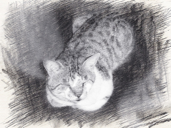 Picturesque 塗鴉空間書店:美食x享受x放鬆 第一次知道什麼叫做美食圖書館~還能遇到貓咪XDD_《Picturesque 塗鴉空間書店》