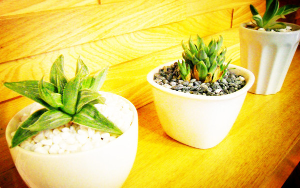 Picturesque 塗鴉空間書店:美食x享受x放鬆 第一次知道什麼叫做美食圖書館~還能遇到貓咪XDD_《Picturesque 塗鴉空間書店》