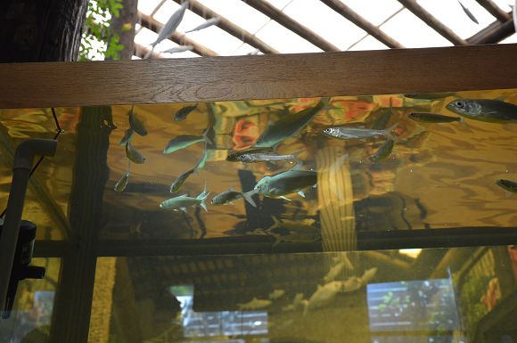 虱目魚主題館45
