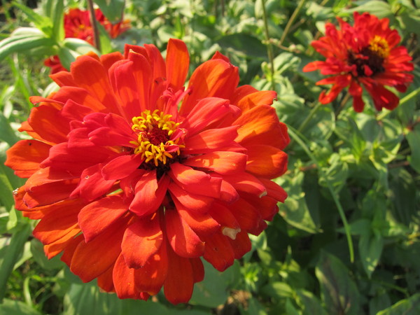 橋頭花田喜事:2013高雄橋頭。黃色小鴨出沒花田喜事?!