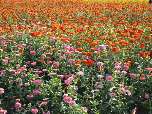 橋頭花田喜事:2013高雄橋頭。黃色小鴨出沒花田喜事?!