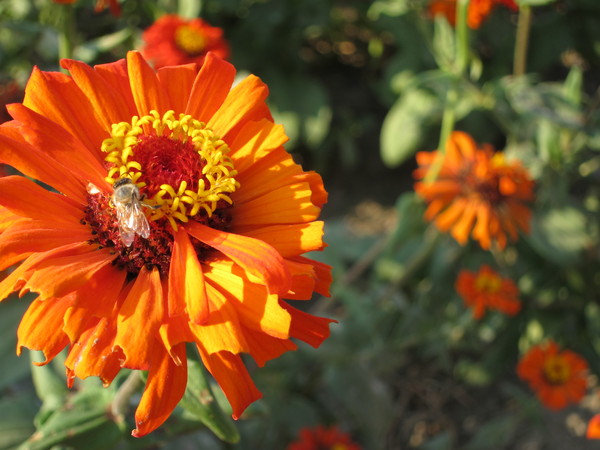 橋頭花田喜事:2013高雄橋頭。黃色小鴨出沒花田喜事?!