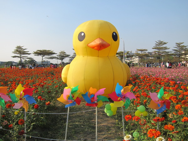 橋頭花田喜事:2013高雄橋頭。黃色小鴨出沒花田喜事?!