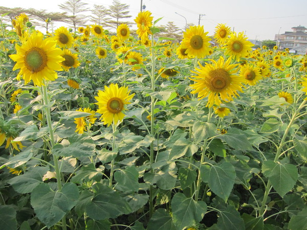 橋頭花田喜事:2013高雄橋頭。黃色小鴨出沒花田喜事?!