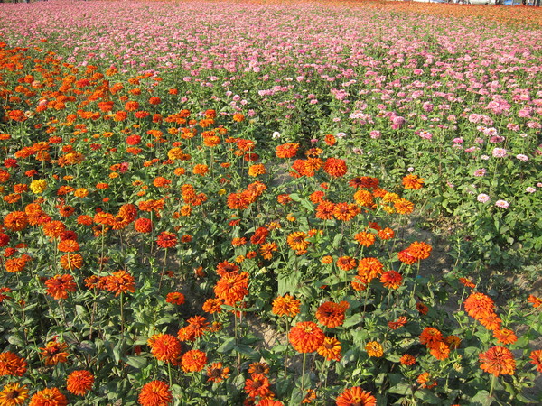 橋頭花田喜事:2013高雄橋頭。黃色小鴨出沒花田喜事?!