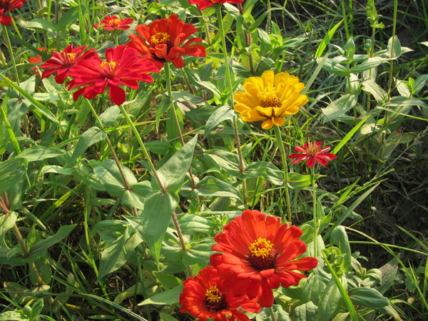 橋頭花田喜事:2013高雄橋頭。黃色小鴨出沒花田喜事?!