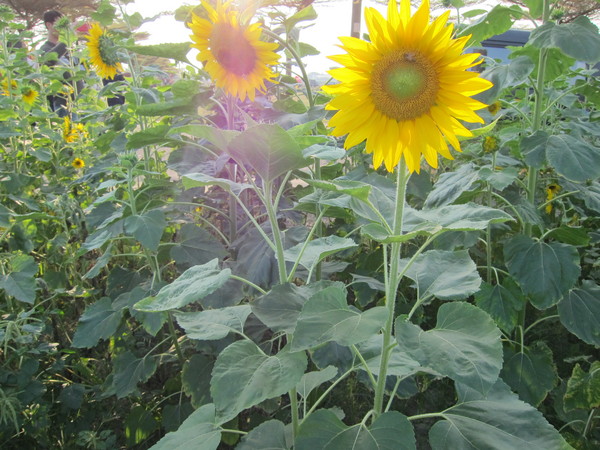 橋頭花田喜事:2013高雄橋頭。黃色小鴨出沒花田喜事?!