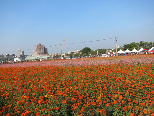 橋頭花田喜事:2013高雄橋頭。黃色小鴨出沒花田喜事?!