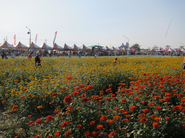 橋頭花田喜事:2013高雄橋頭。黃色小鴨出沒花田喜事?!