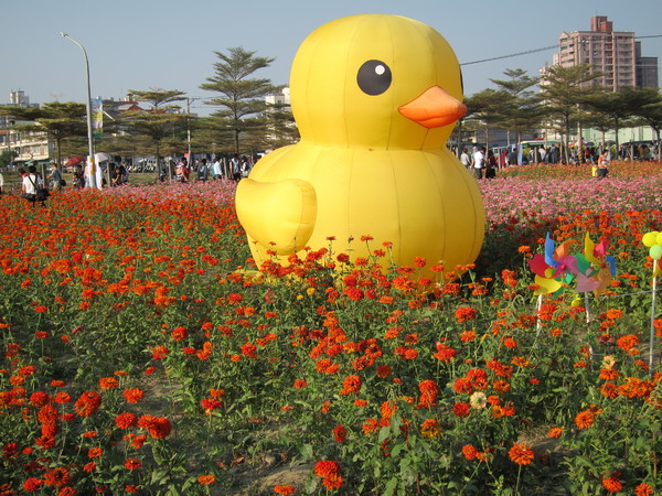 橋頭花田喜事:2013高雄橋頭。黃色小鴨出沒花田喜事?!