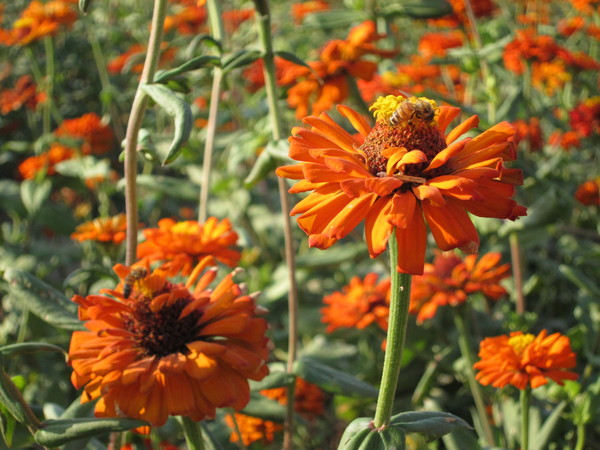 橋頭花田喜事:2013高雄橋頭。黃色小鴨出沒花田喜事?!