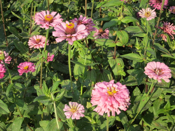 橋頭花田喜事:2013高雄橋頭。黃色小鴨出沒花田喜事?!