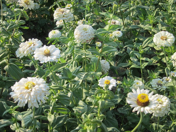 橋頭花田喜事:2013高雄橋頭。黃色小鴨出沒花田喜事?!