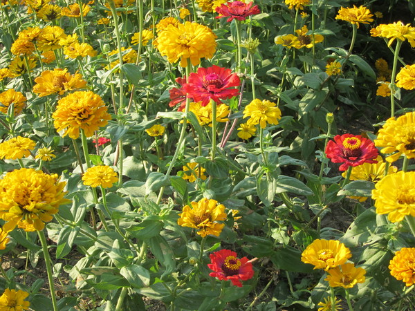 橋頭花田喜事:2013高雄橋頭。黃色小鴨出沒花田喜事?!