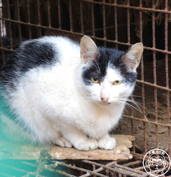 坑口彩繪村：作伙來企投【桃園蘆竹･坑口彩繪村】超過千坪的彩繪村