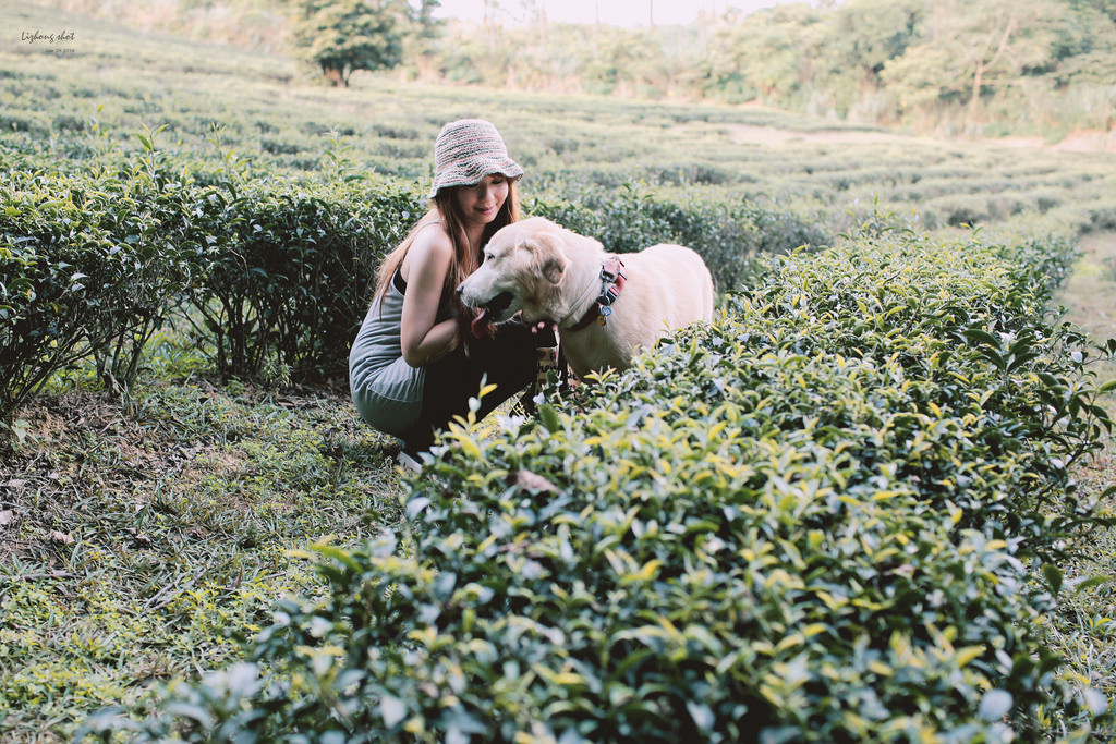 小狗的好自在午後茶園散策