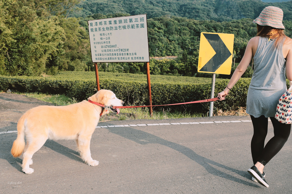 小狗的好自在午後茶園散策