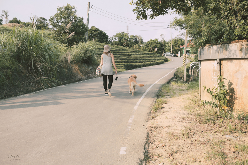 小狗的好自在午後茶園散策