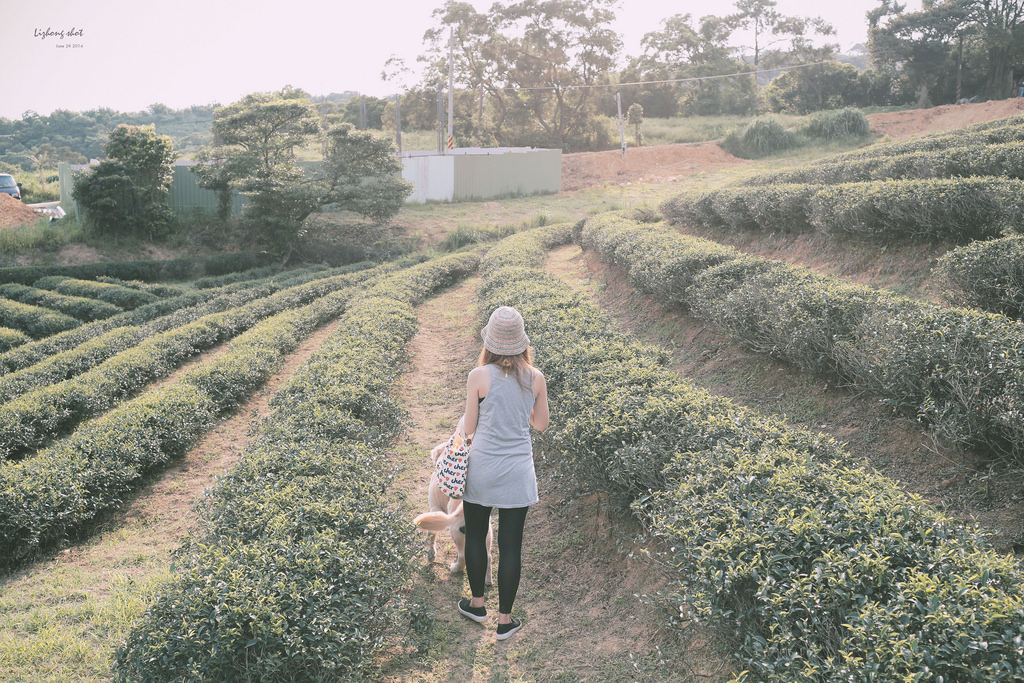 小狗的好自在午後茶園散策