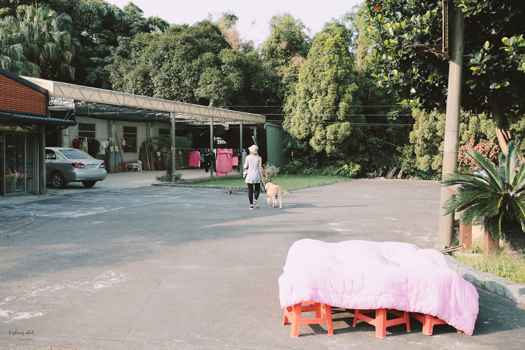 小狗的好自在午後茶園散策