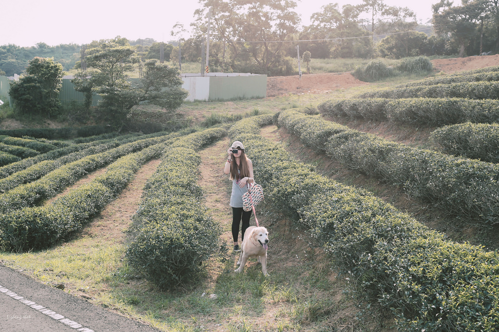 小狗的好自在午後茶園散策