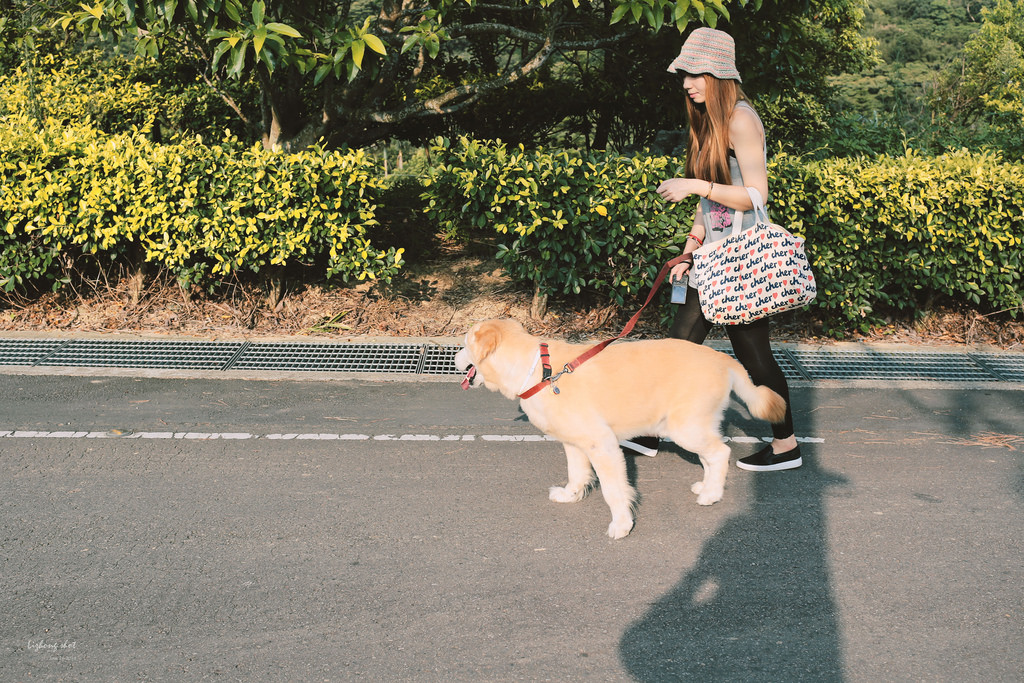 小狗的好自在午後茶園散策