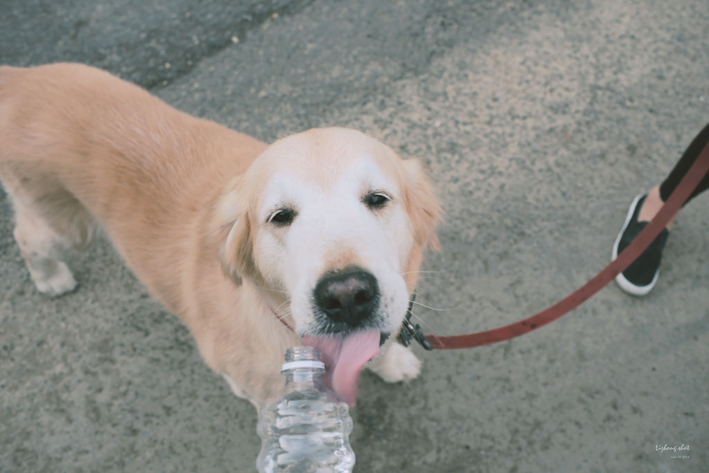 小狗的好自在午後茶園散策