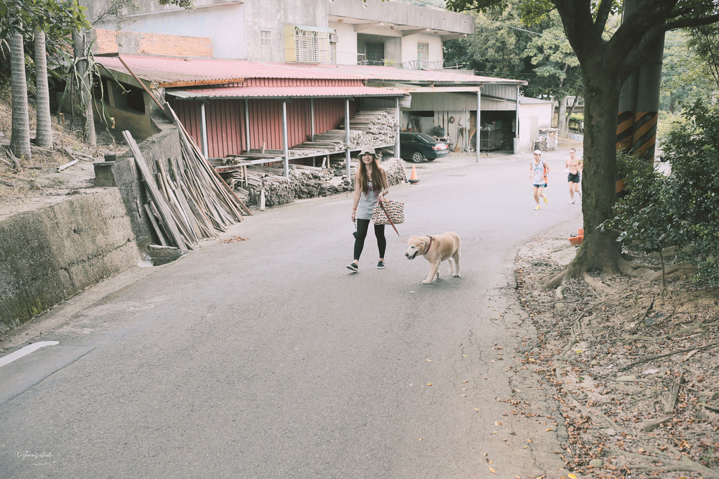 小狗的好自在午後茶園散策