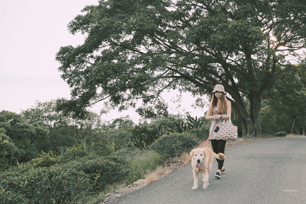 小狗的好自在午後茶園散策