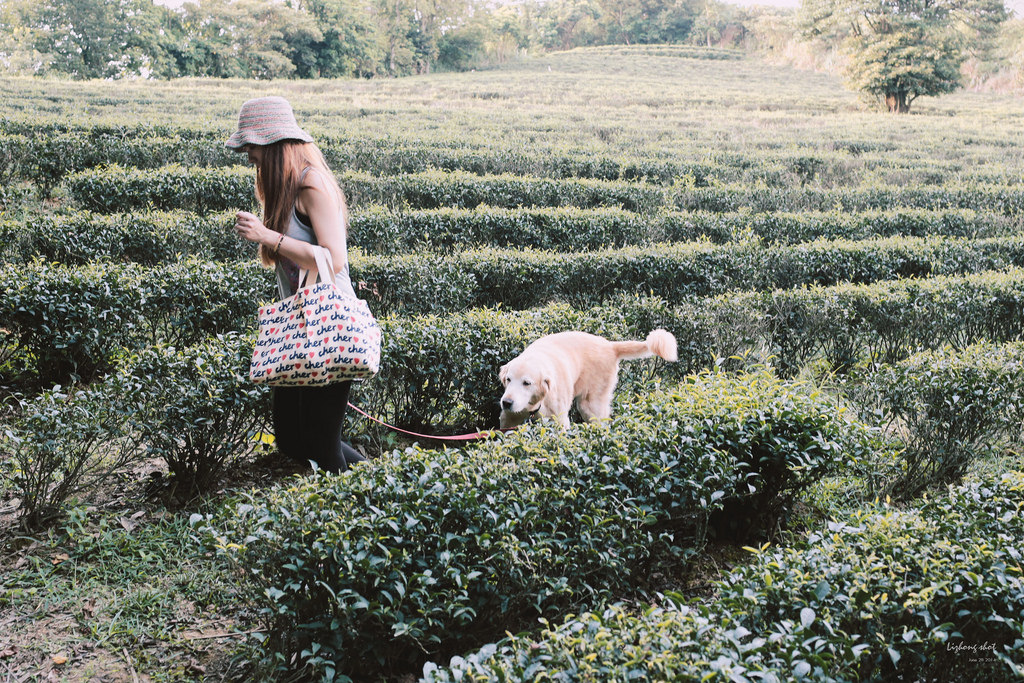 小狗的好自在午後茶園散策