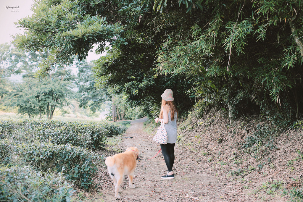 小狗的好自在午後茶園散策
