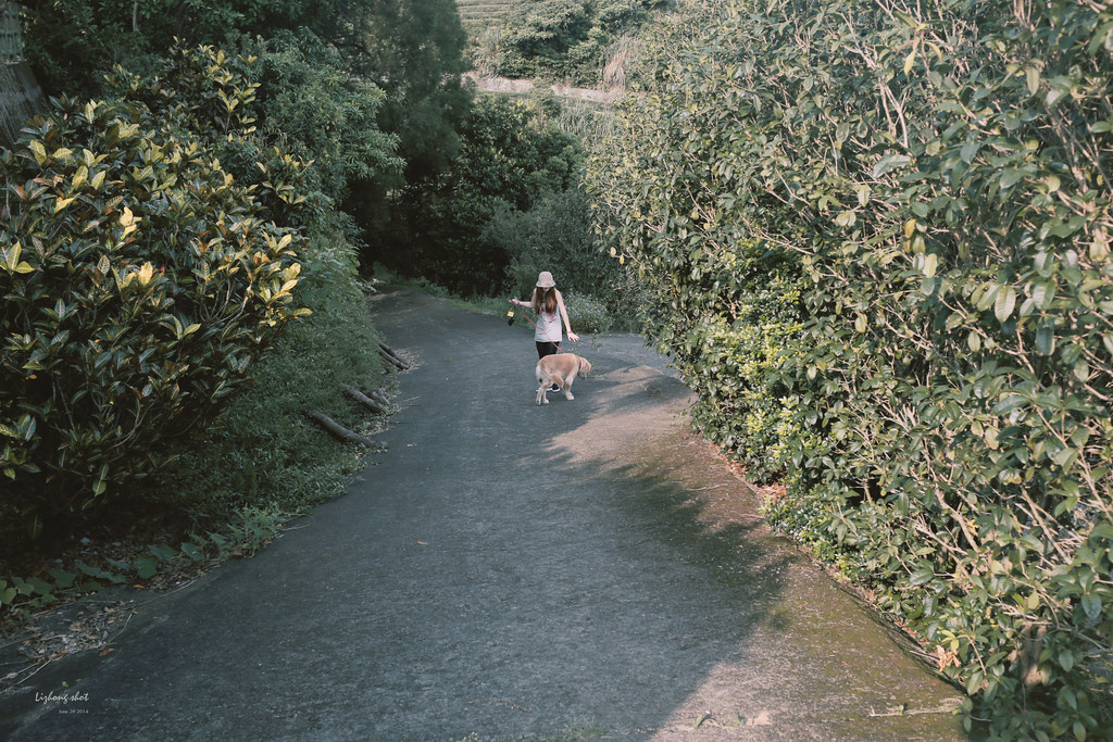 小狗的好自在午後茶園散策