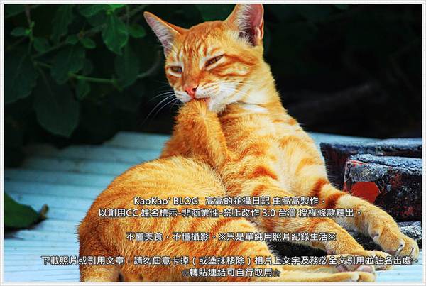 啤酒肚酒館餐廳 Beerbelly Tavern：【高雄】啤酒肚酒館餐廳 Beerbelly Tavern