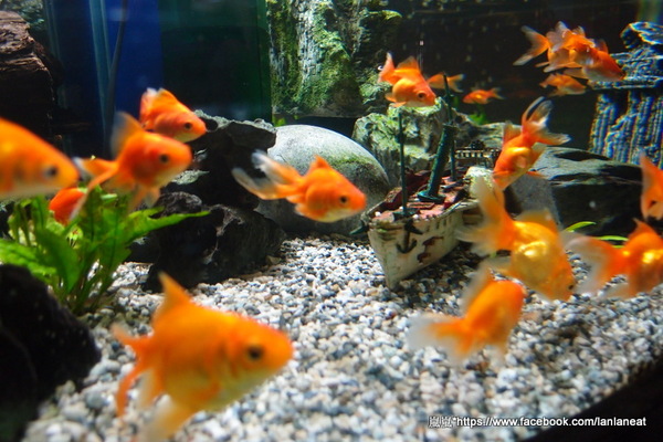 兩棵樹：【台中東海】兩棵樹－適合聚餐的簡餐形式餐廳