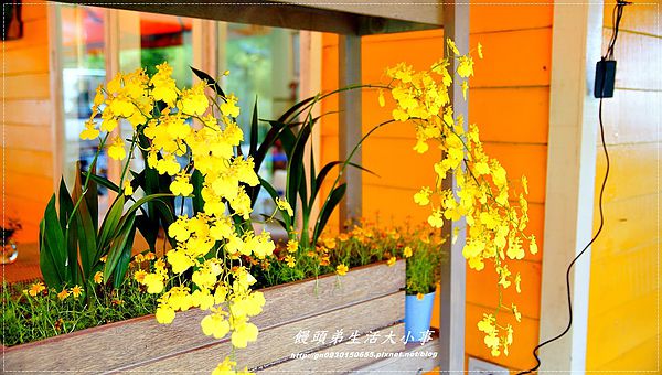 西雅圖的天空:【新北市/烏來】全家楊丞琳夯蕃薯拍攝地♪♪西雅圖的天空♪♪