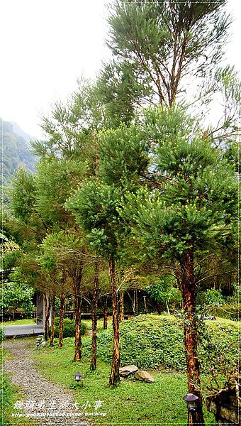 西雅圖的天空:【新北市/烏來】全家楊丞琳夯蕃薯拍攝地♪♪西雅圖的天空♪♪