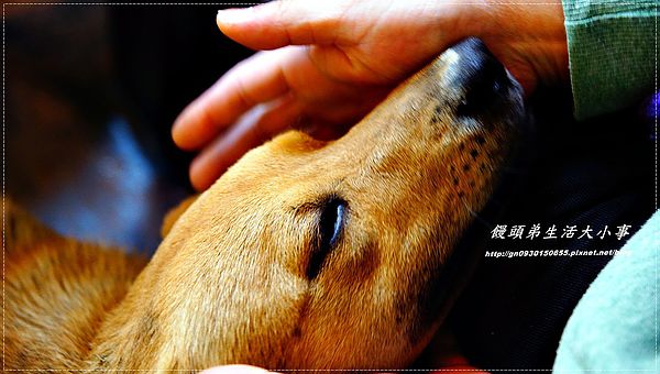 西雅圖的天空:【食記/新北市】來與大自然做近距離的接觸♪♪西雅圖的天空♪♪