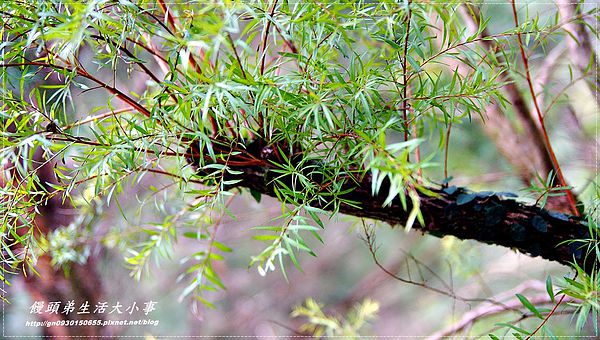 西雅圖的天空:【新北市/烏來】全家楊丞琳夯蕃薯拍攝地♪♪西雅圖的天空♪♪