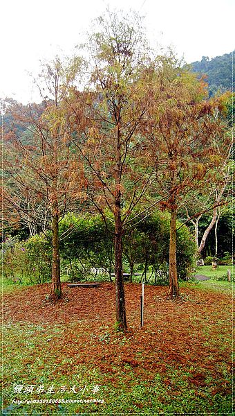 西雅圖的天空:【新北市/烏來】全家楊丞琳夯蕃薯拍攝地♪♪西雅圖的天空♪♪