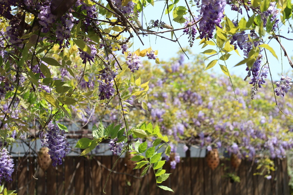 台北花卉村(Taipei Garden Mall)：「台北花卉村」紫藤花季‧春天小確幸