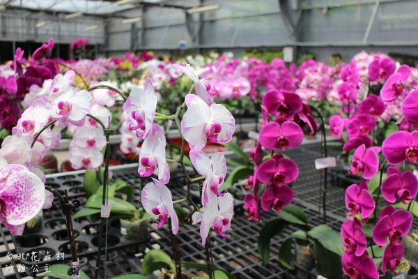 台北花卉村(Taipei Garden Mall)：「台北花卉村」紫藤花季‧春天小確幸