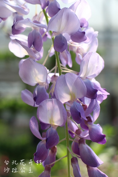台北花卉村(Taipei Garden Mall)：「台北花卉村」紫藤花季‧春天小確幸