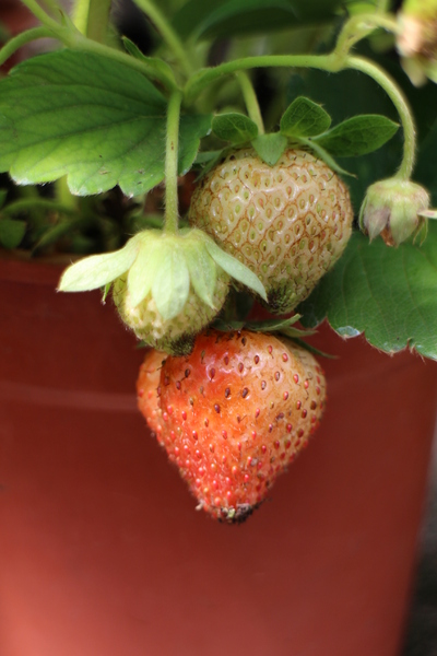 台北花卉村(Taipei Garden Mall)：「台北花卉村」紫藤花季‧春天小確幸