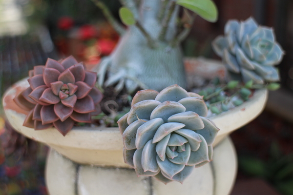 台北花卉村(Taipei Garden Mall)：「台北花卉村」紫藤花季‧春天小確幸