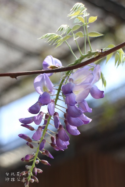 台北花卉村(Taipei Garden Mall)：「台北花卉村」紫藤花季‧春天小確幸