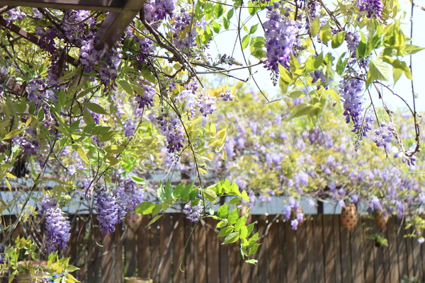 台北花卉村(Taipei Garden Mall)：「台北花卉村」紫藤花季‧春天小確幸