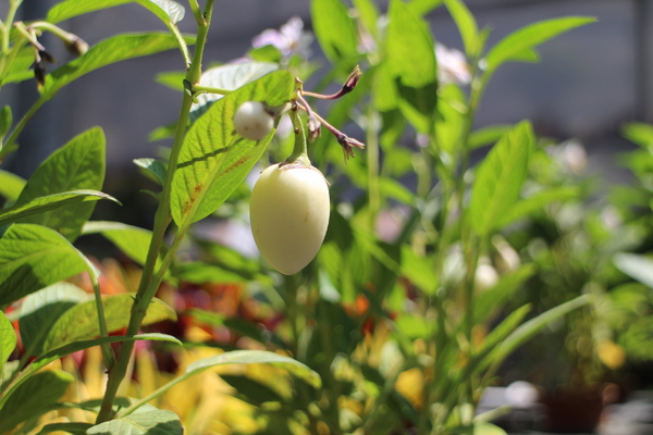 台北花卉村(Taipei Garden Mall)：「台北花卉村」紫藤花季‧春天小確幸