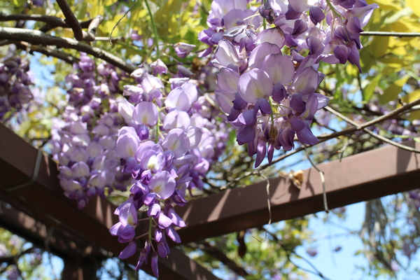 台北花卉村(Taipei Garden Mall)：「台北花卉村」紫藤花季‧春天小確幸
