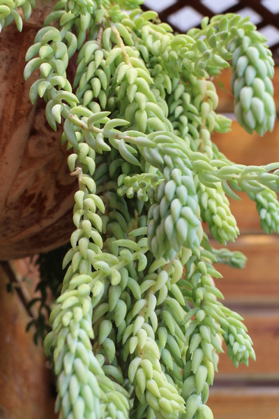 台北花卉村(Taipei Garden Mall)：「台北花卉村」紫藤花季‧春天小確幸